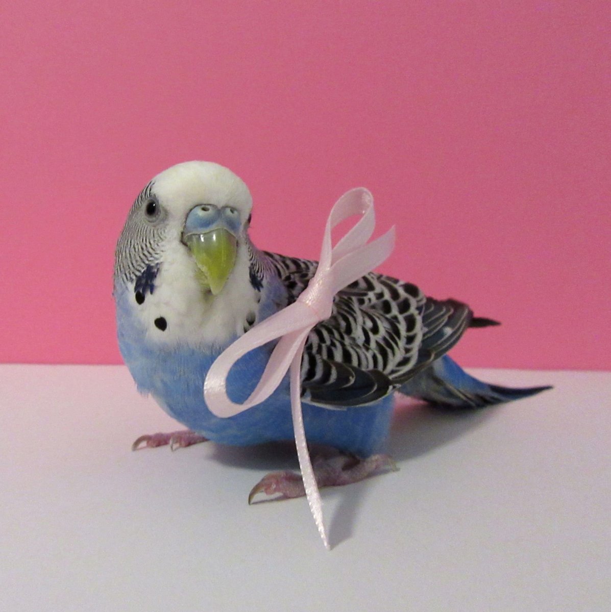 Волнистый попугай выкормыш