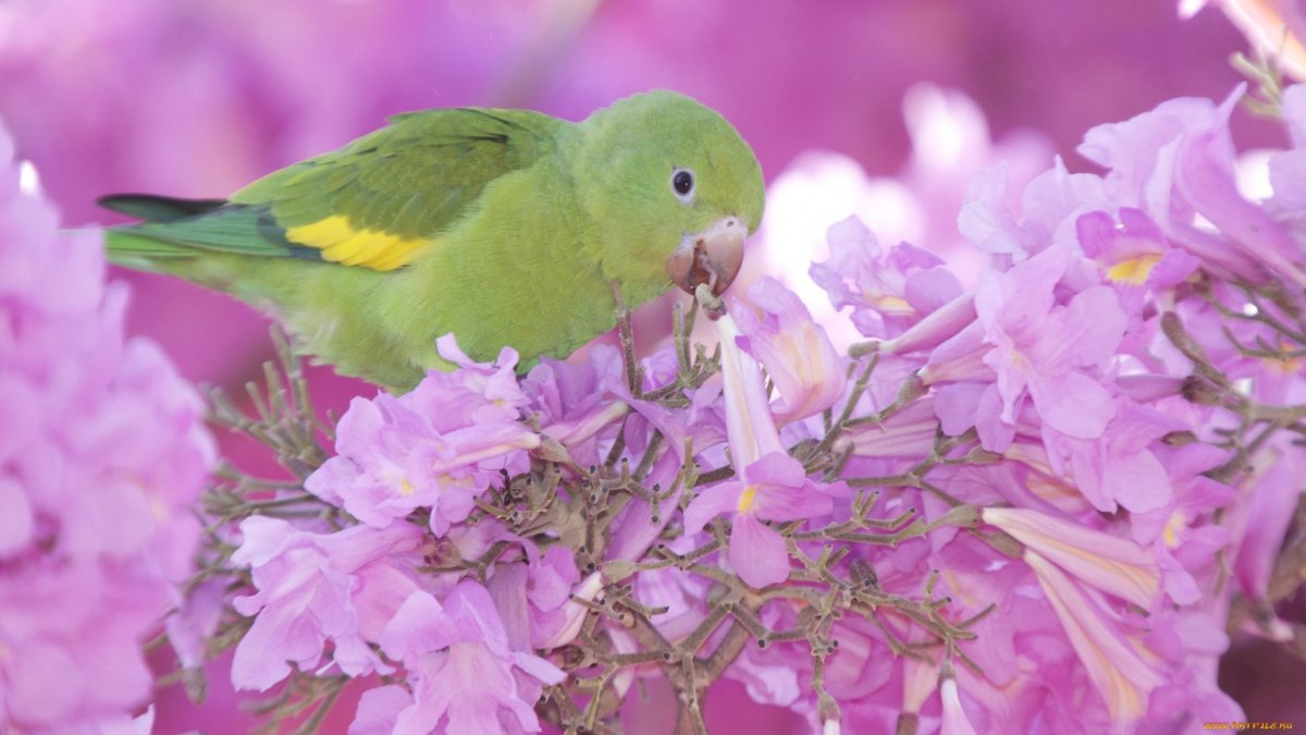 Волнистый попугайчик