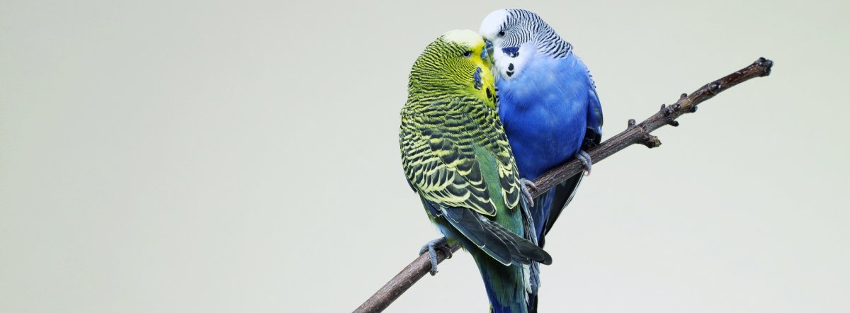 Волнистые попугайчики двое