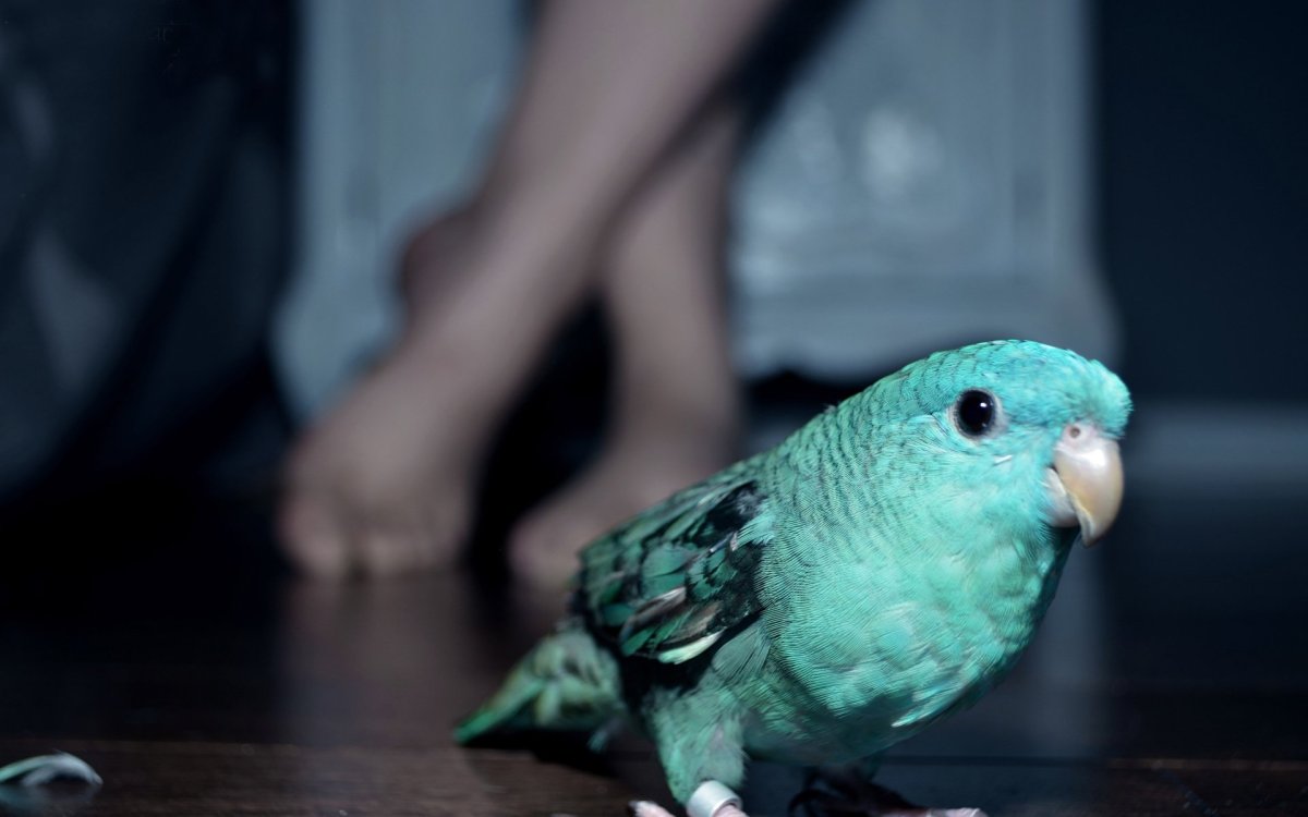 Самый маленький попугай