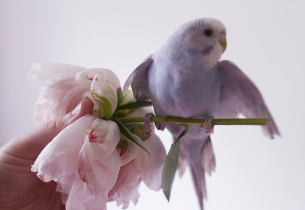 Волнистый попугай розовый