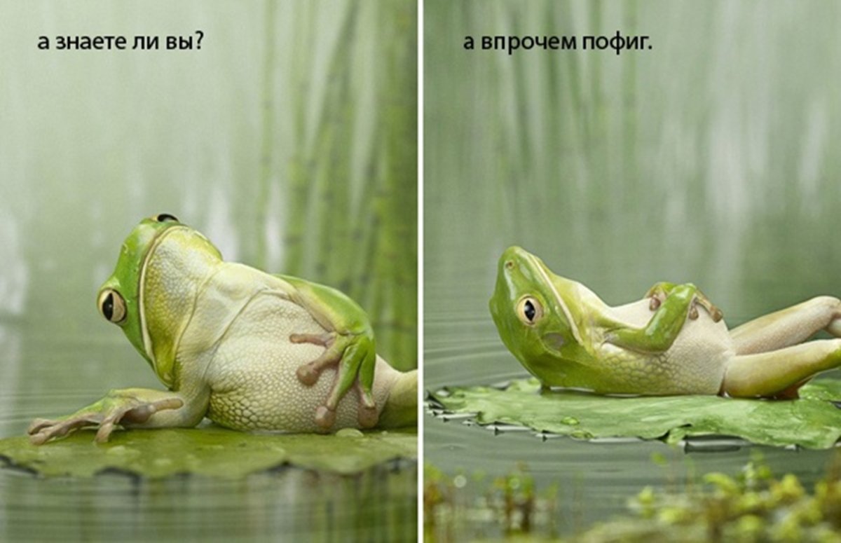 Эстетика лягушки инди КИД