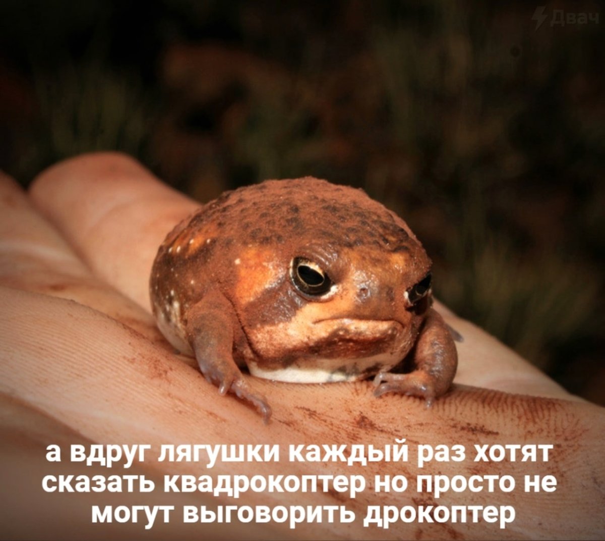 Жаба с короной