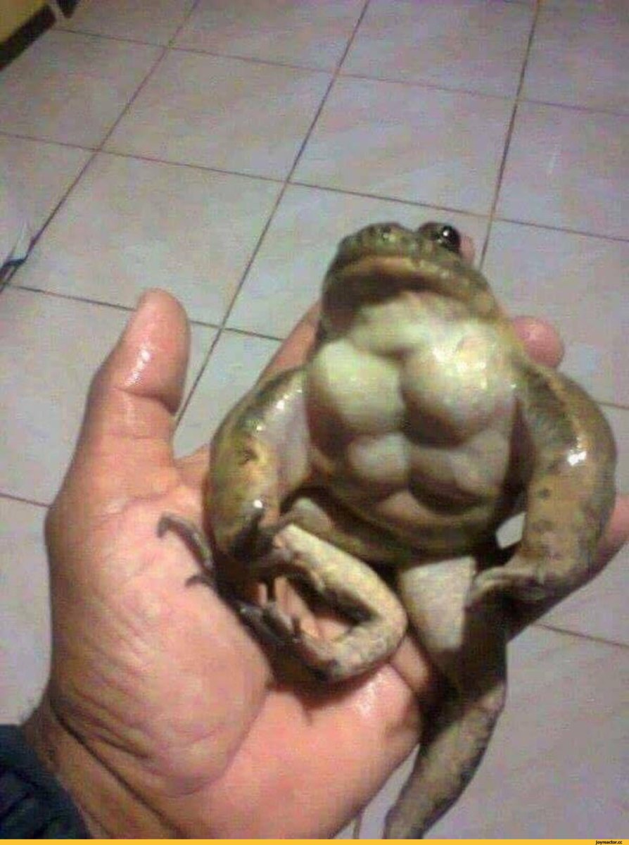 Южноафриканский узкорот лягушка