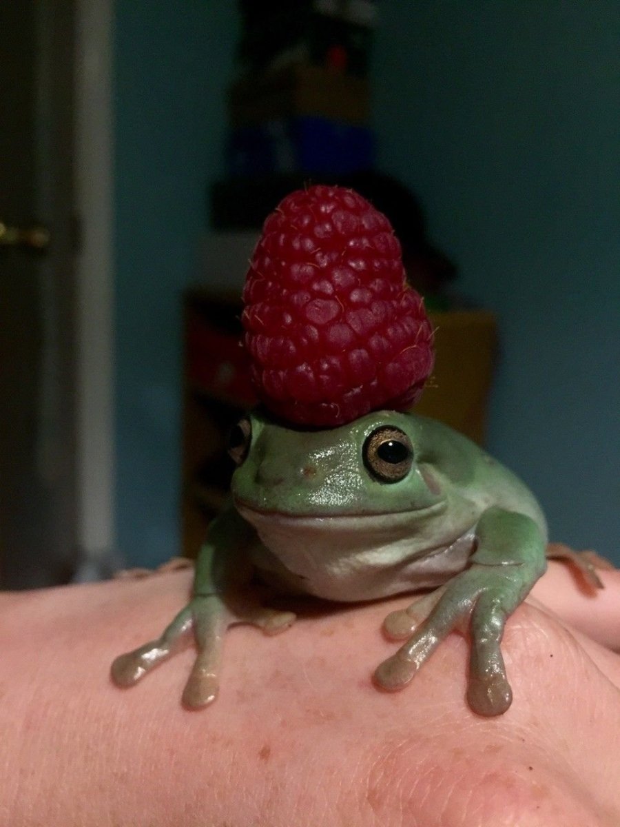 Жабы Геншин