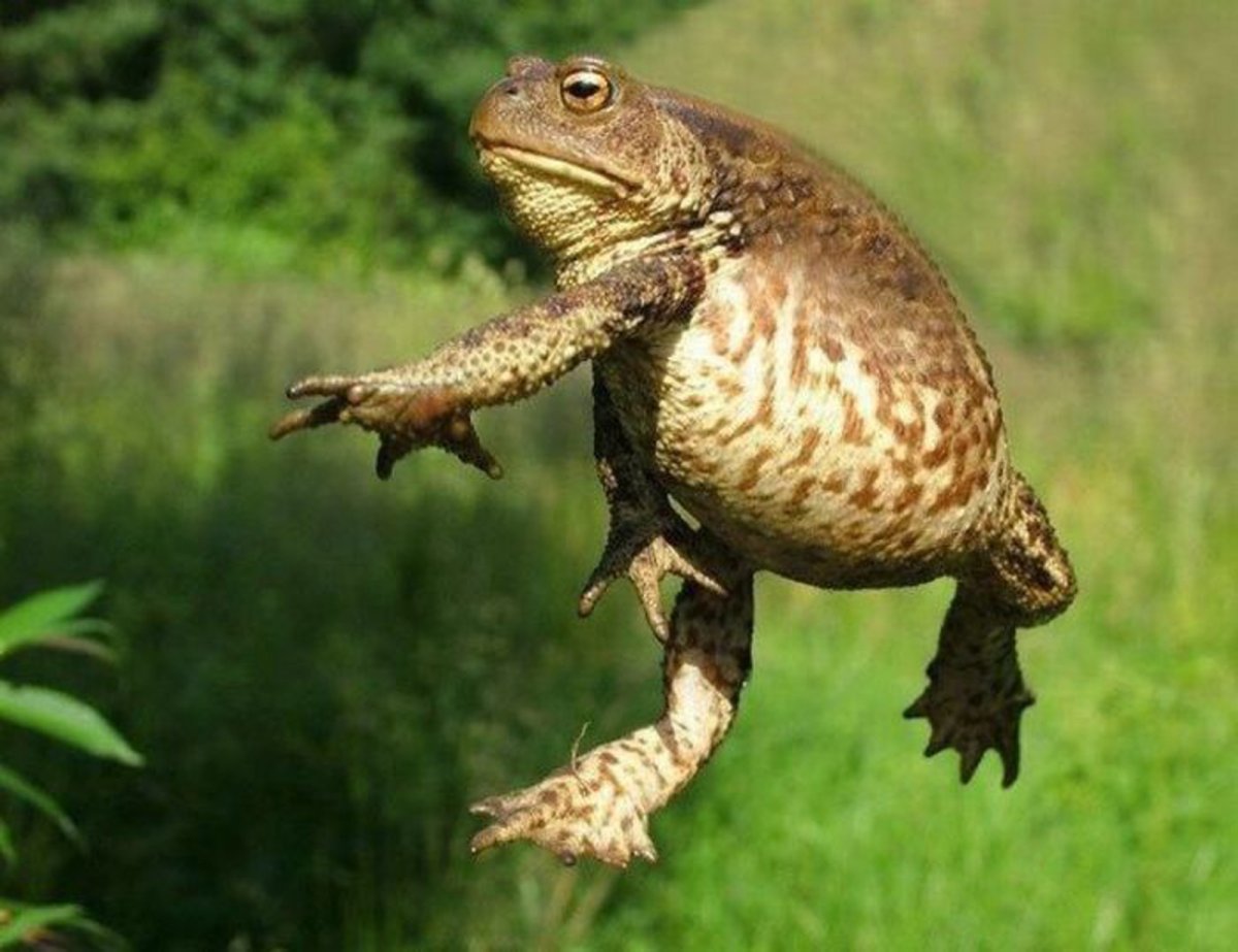 Лягушка-черепаха (Turtle Frog)