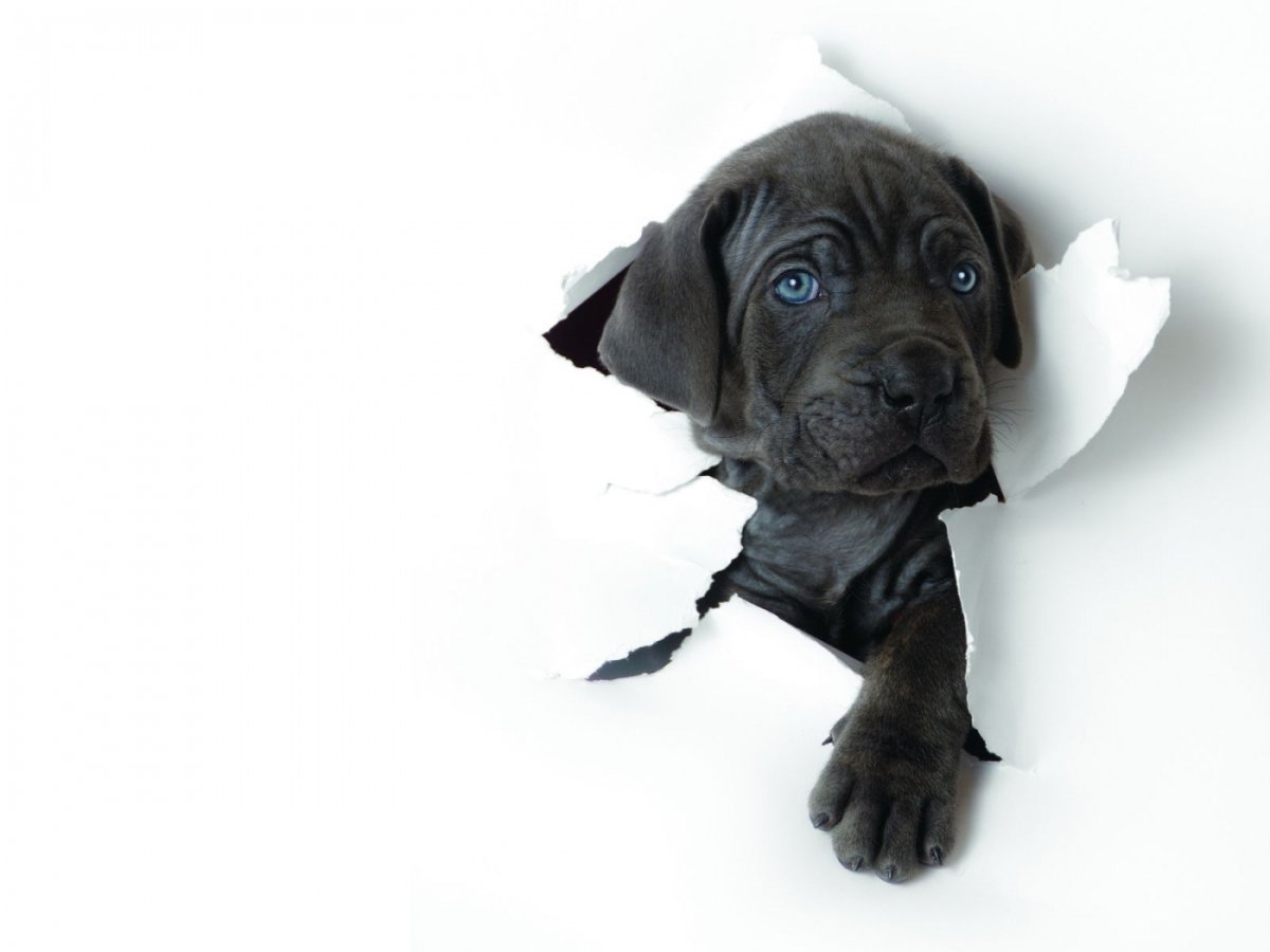 Померанский шпиц