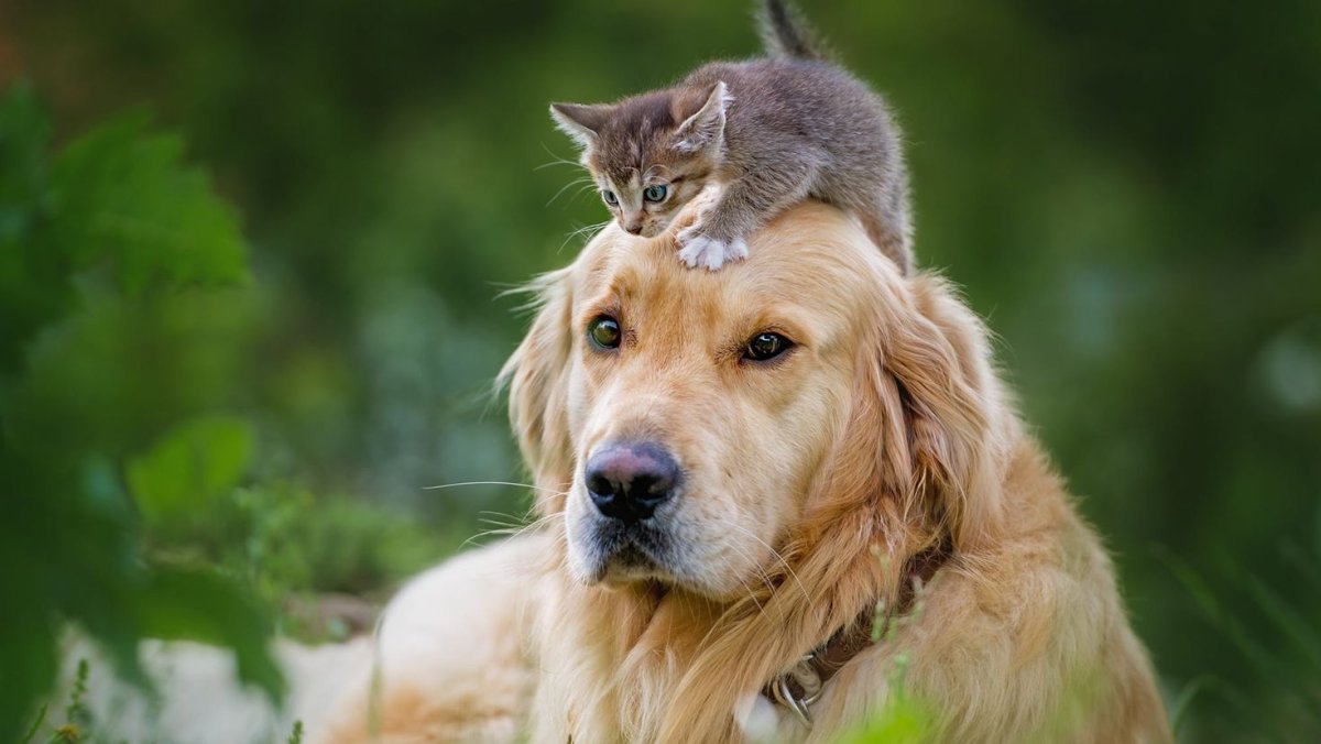 Кавалер-Кинг-Чарльз-спаниель Несса