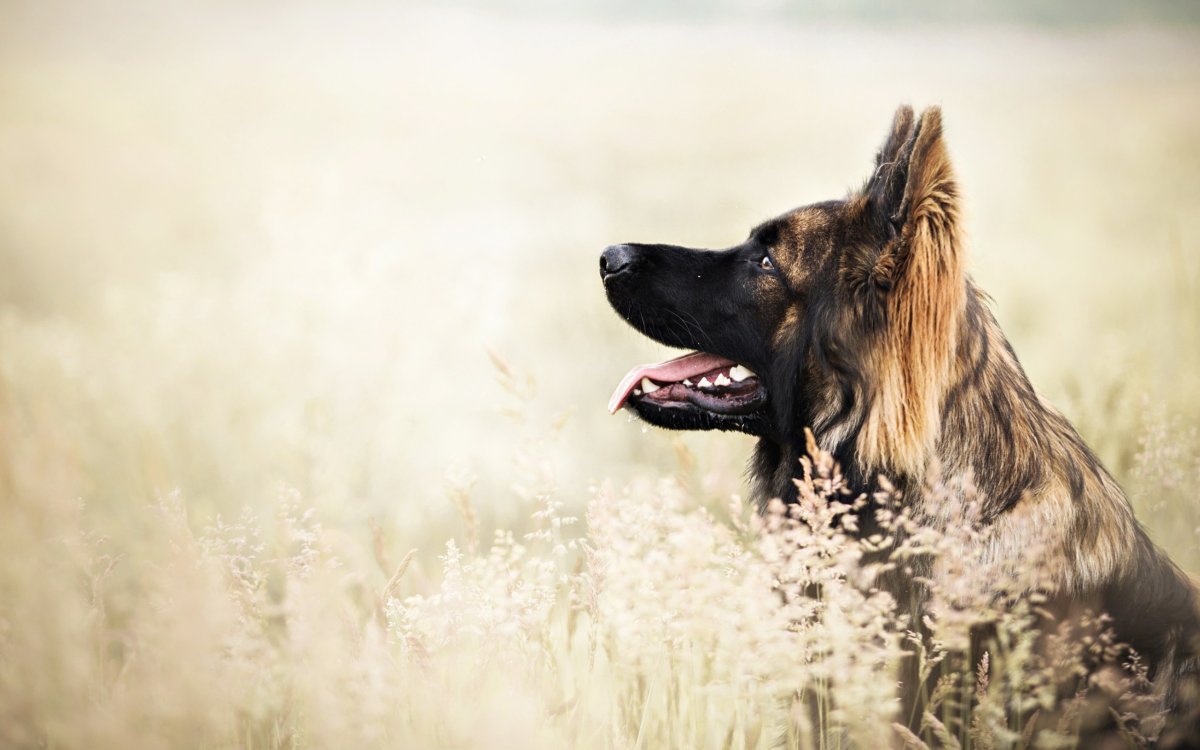 Обои на планшет собачки