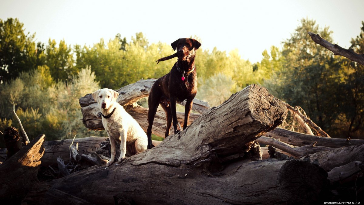 Бельгийская овчарка грюнендаль