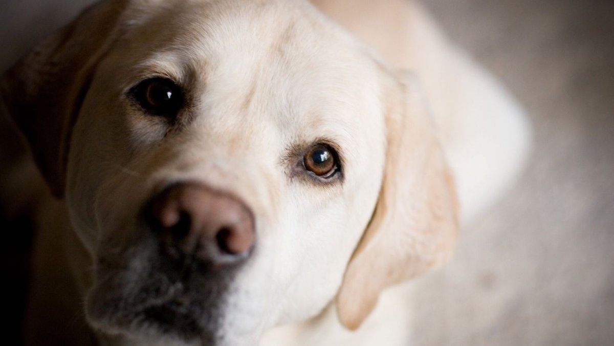 Овчарка такса