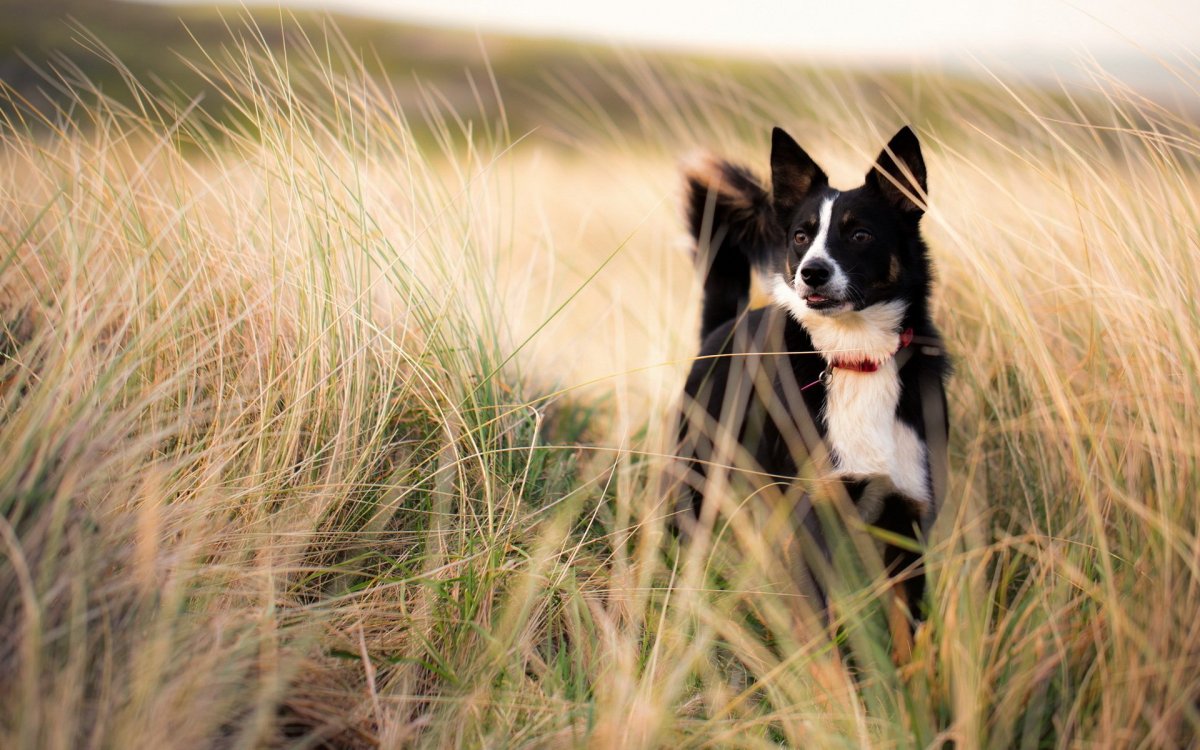 Доберман Блэк