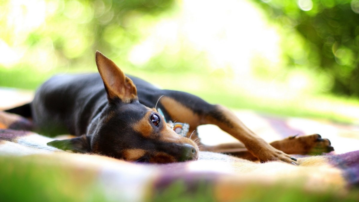 Карликовый далматинец