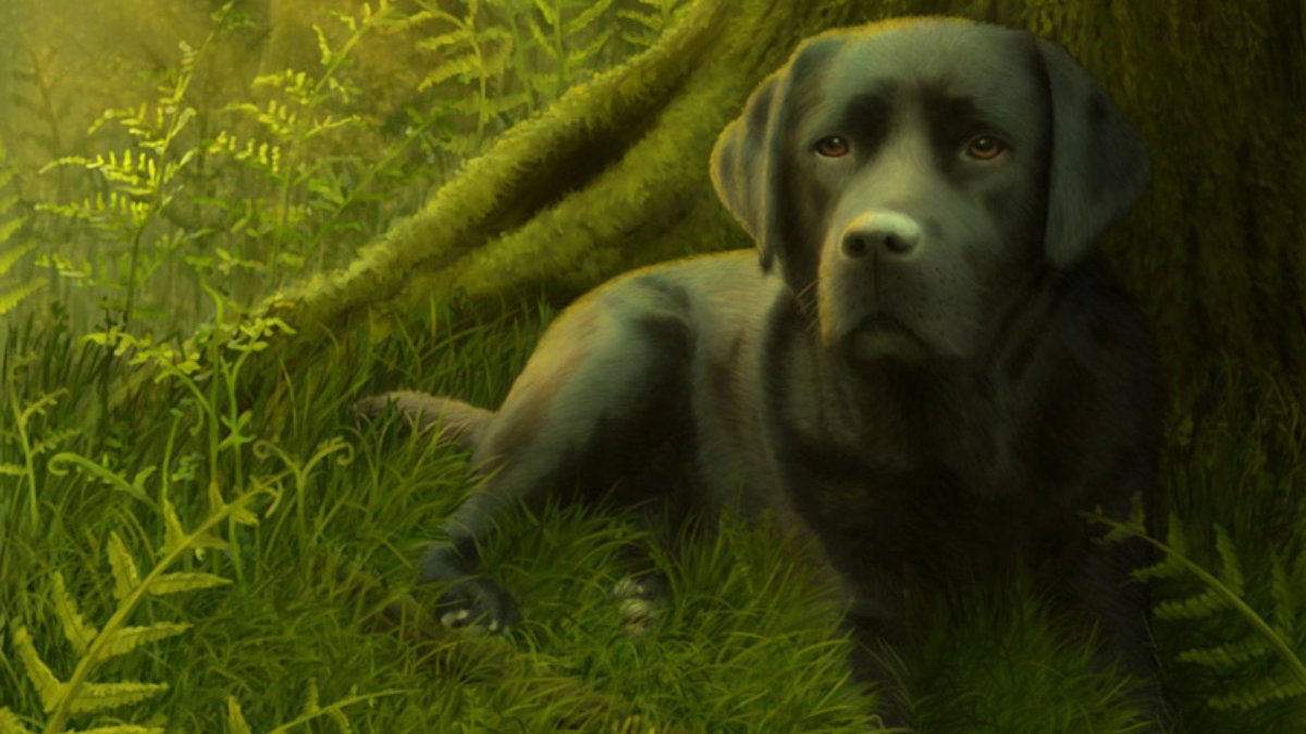 Чёрный лабрадор шерсть