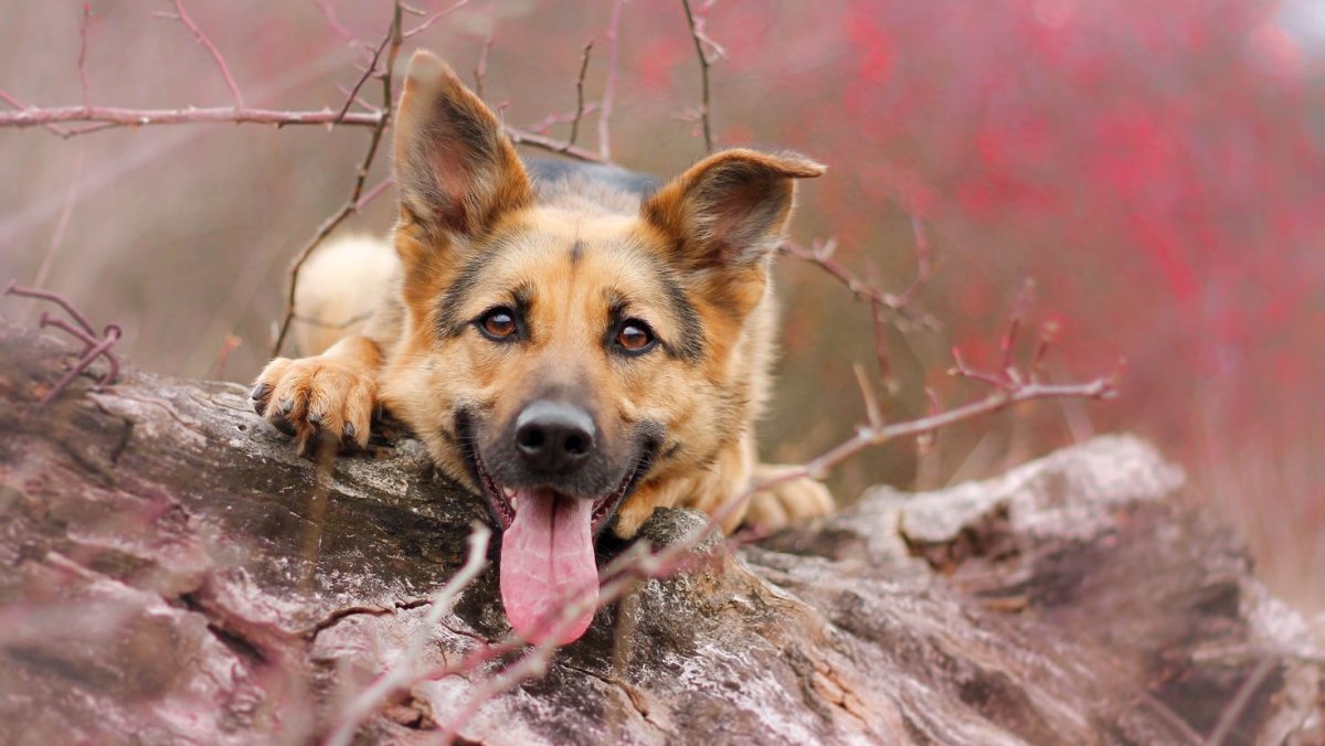 Немецкая овчарка вислоухая