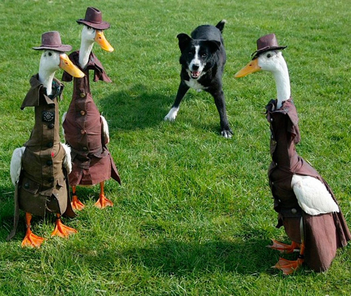 Показ мод для уток в Сиднее