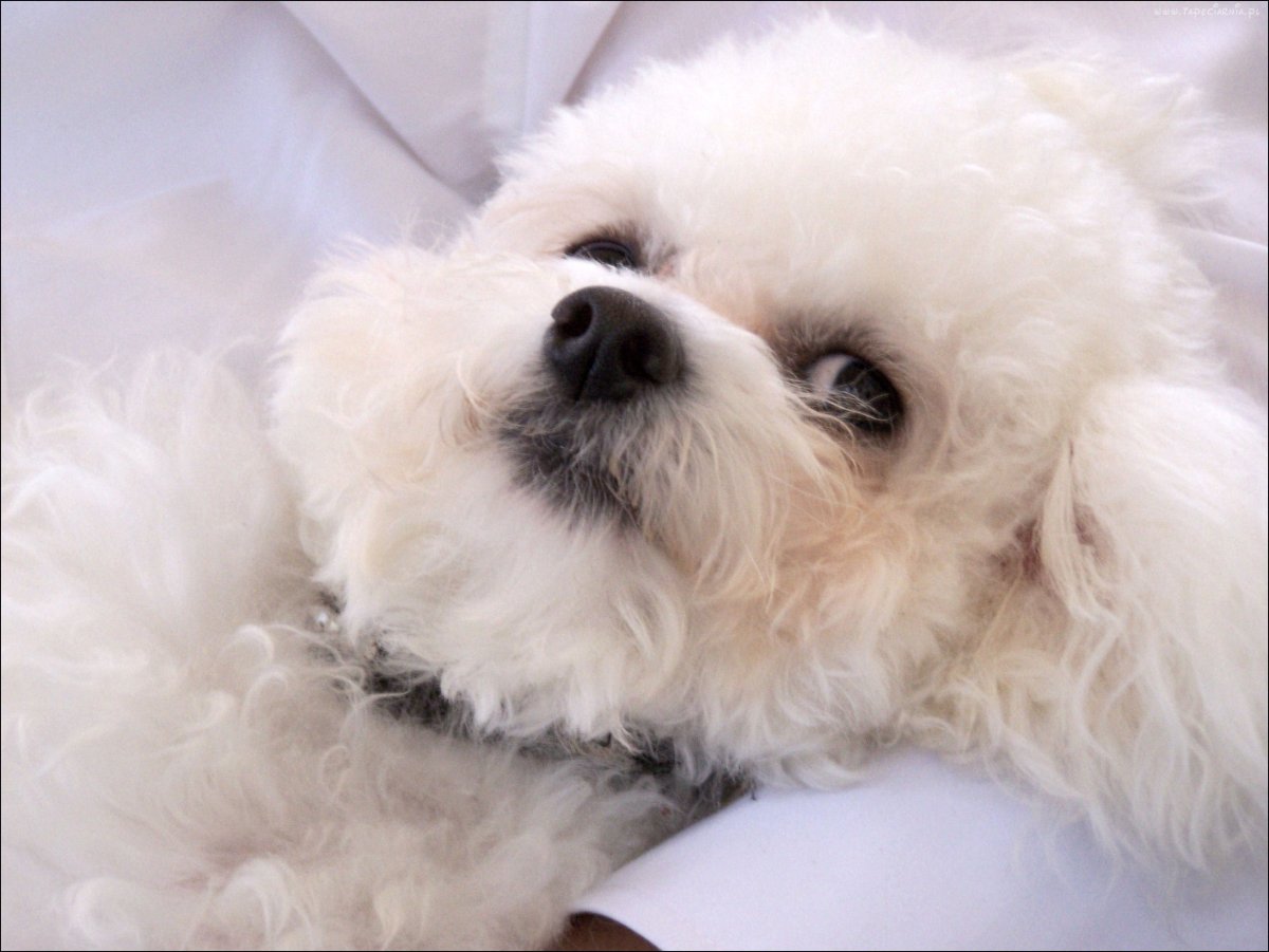 Bichon Frise Dog Breed