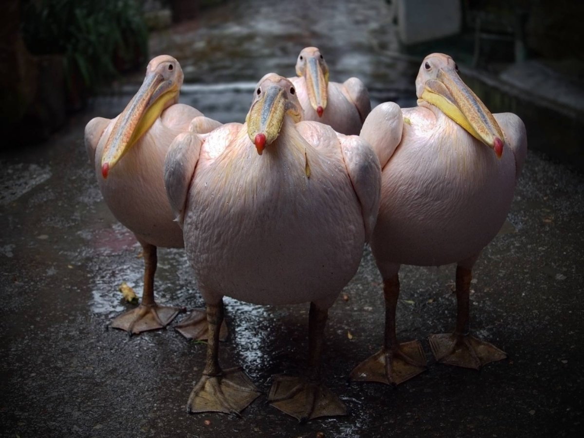 Пеликан смешной