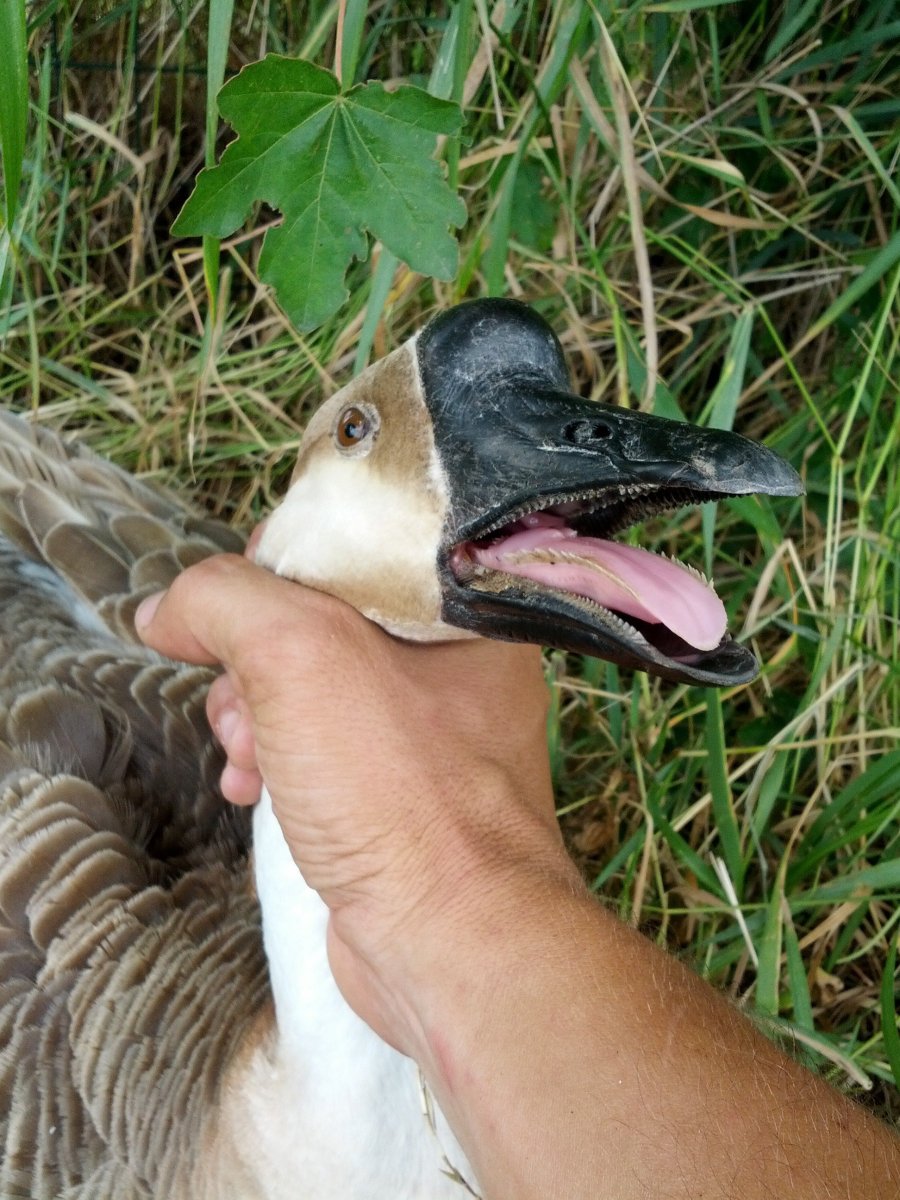 Гусь на аву