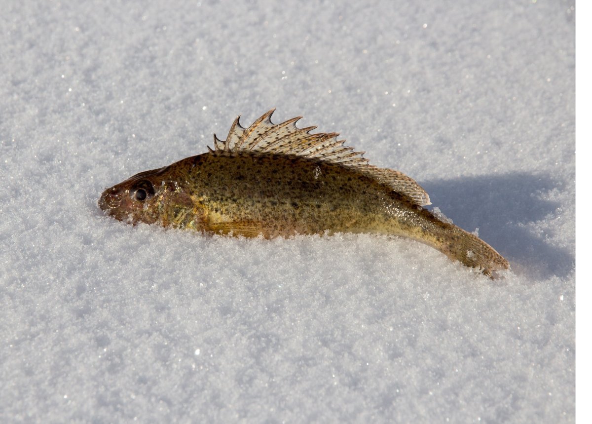Рыбы Ленинградской области рыбы Ленинградской области
