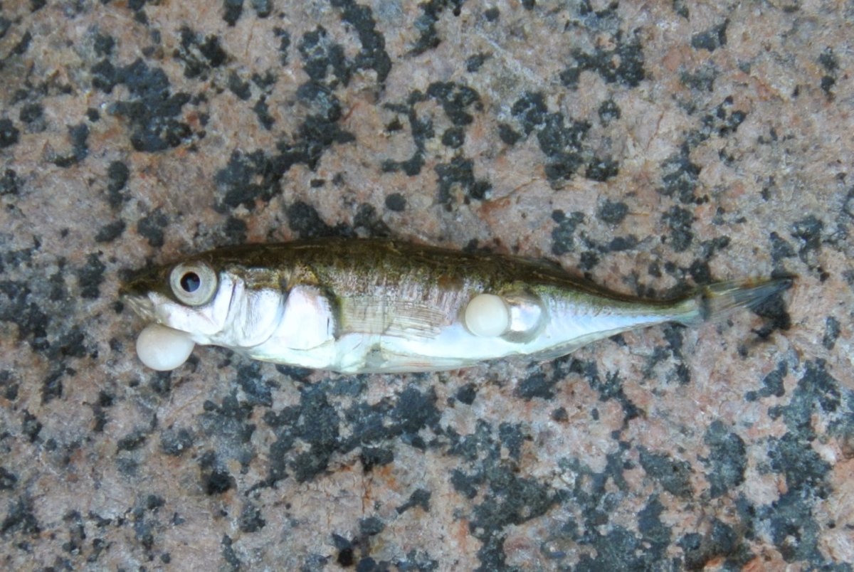 Какие самые большие обитатели финского залива