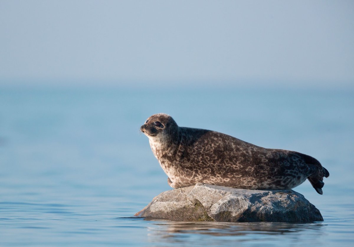 Ладожская кольчатая Нерпа