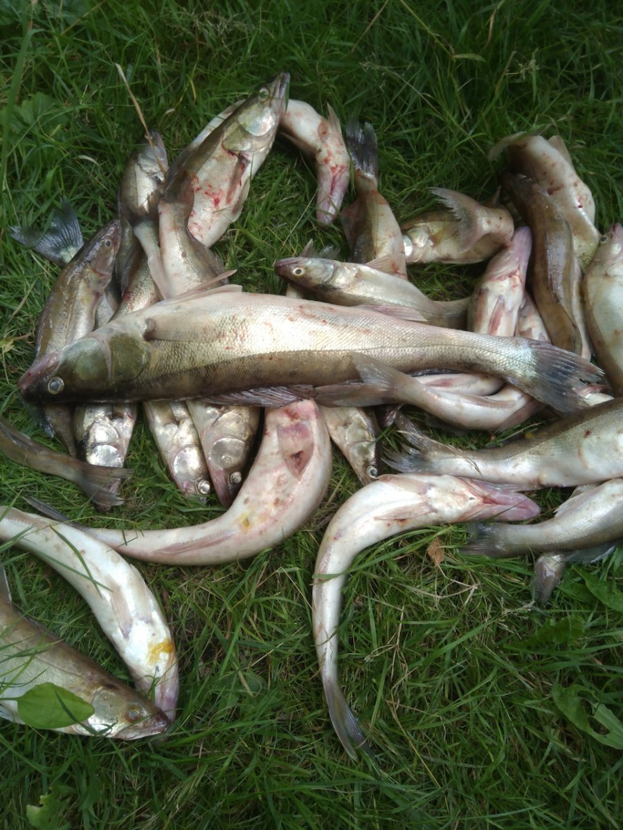 Карпы кои Хаяо Миядзаки