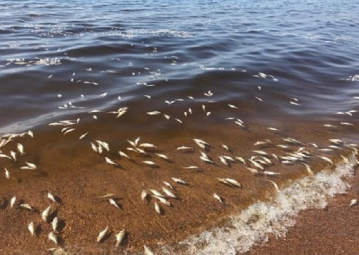 Атлантический лосось нерест