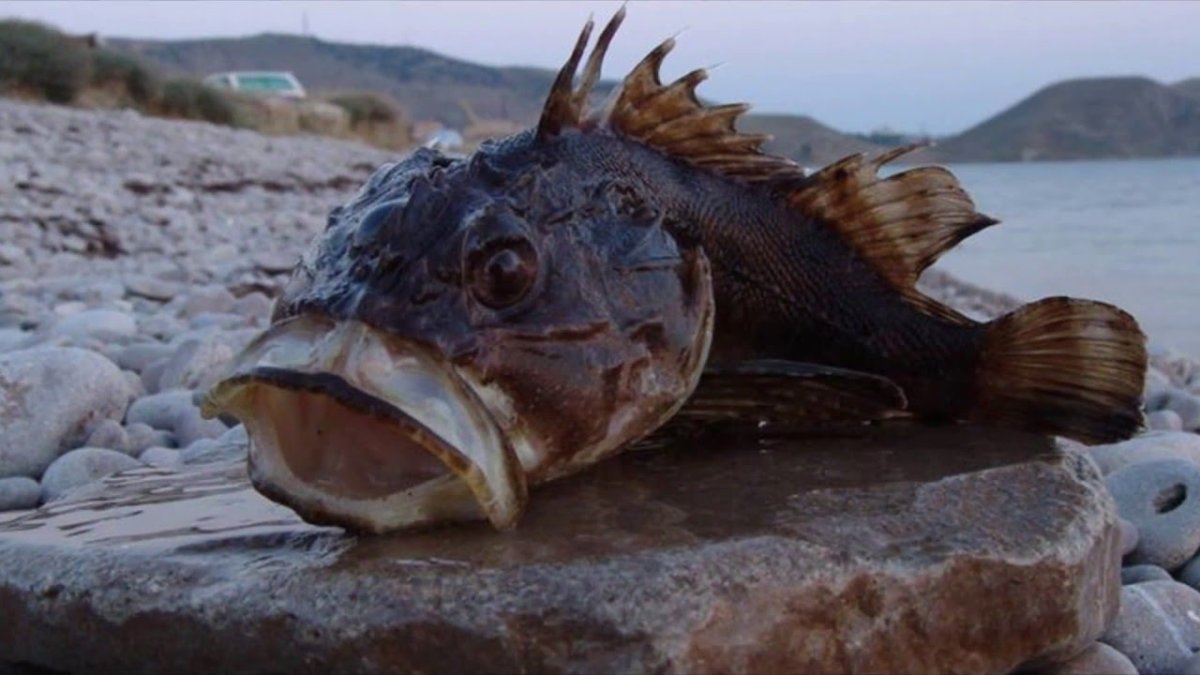Морской Ерш скорпена