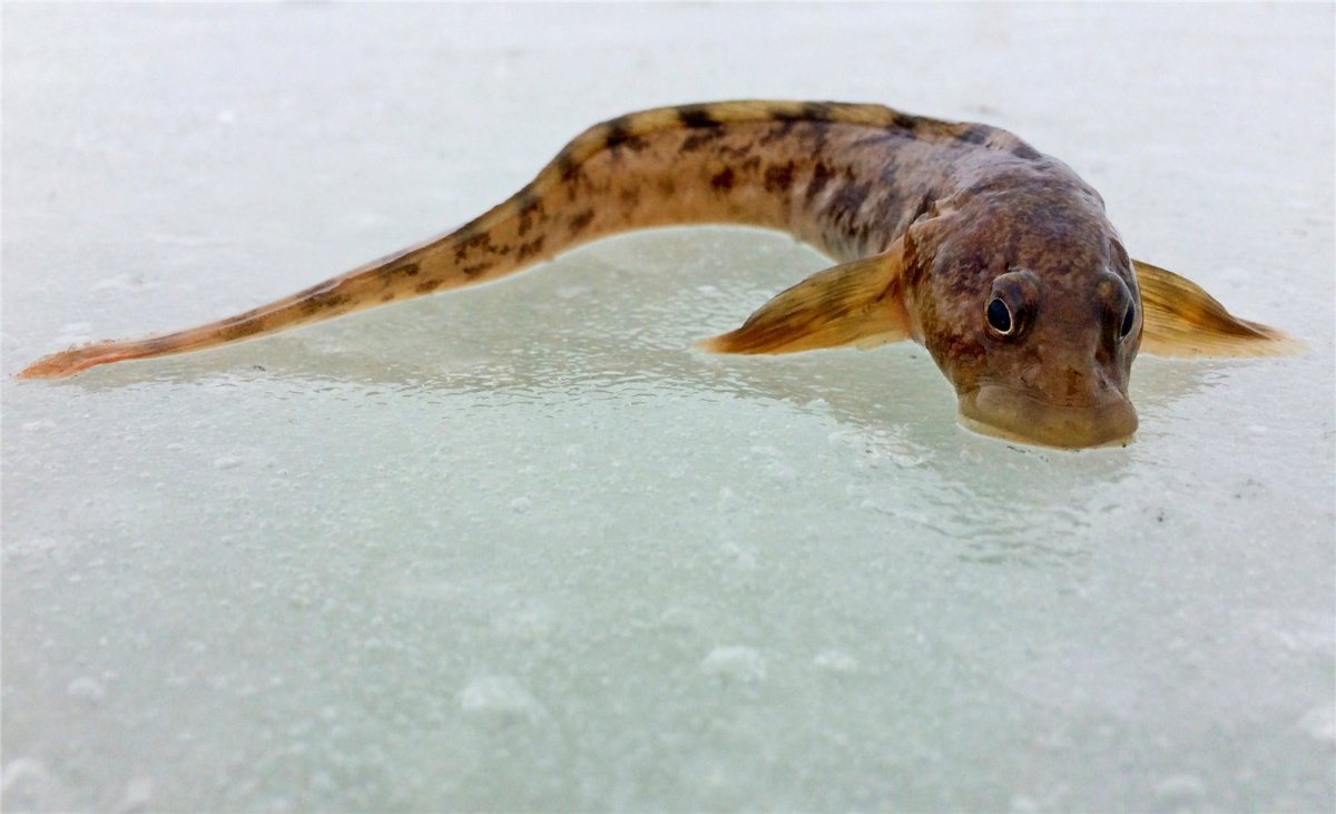 Бельдюга рыба