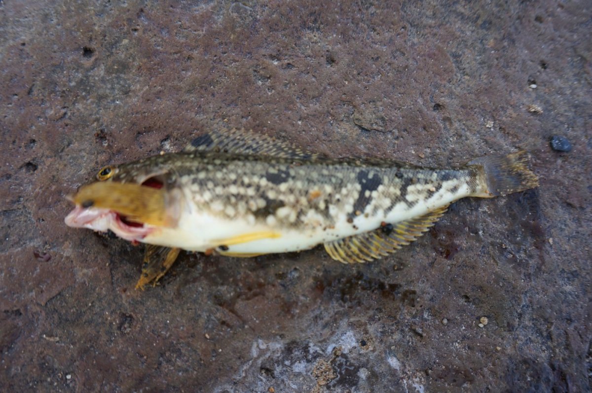 Рыба белая морская названия