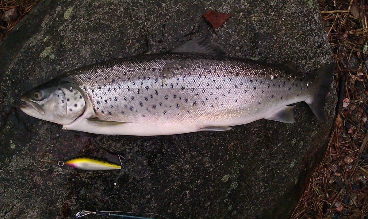 Рыбы Ладожского озера