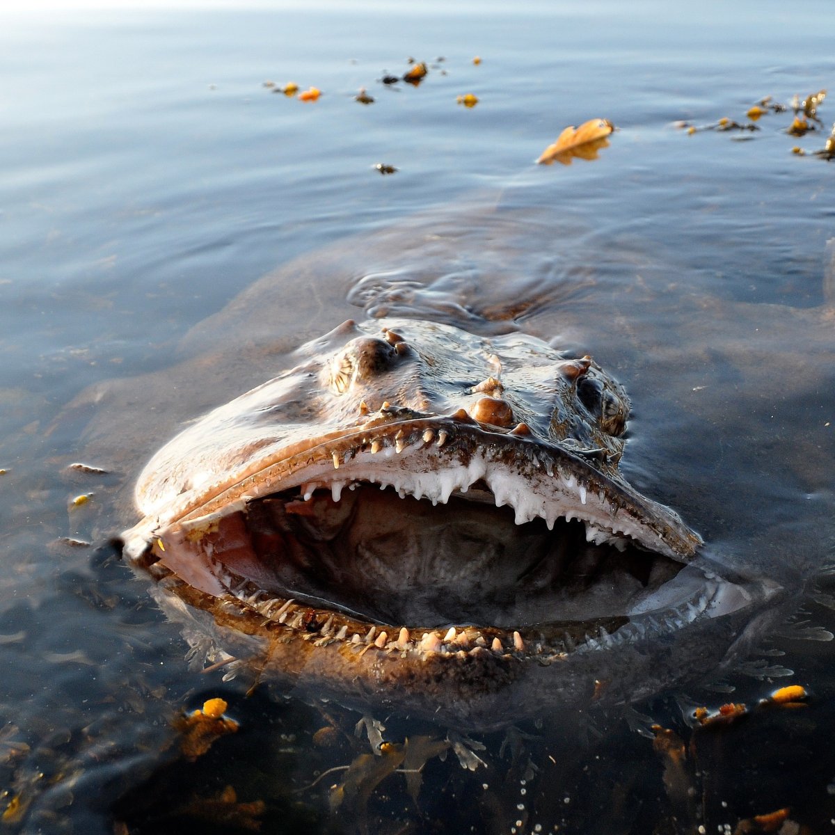 Дальневосточный морской заповедник