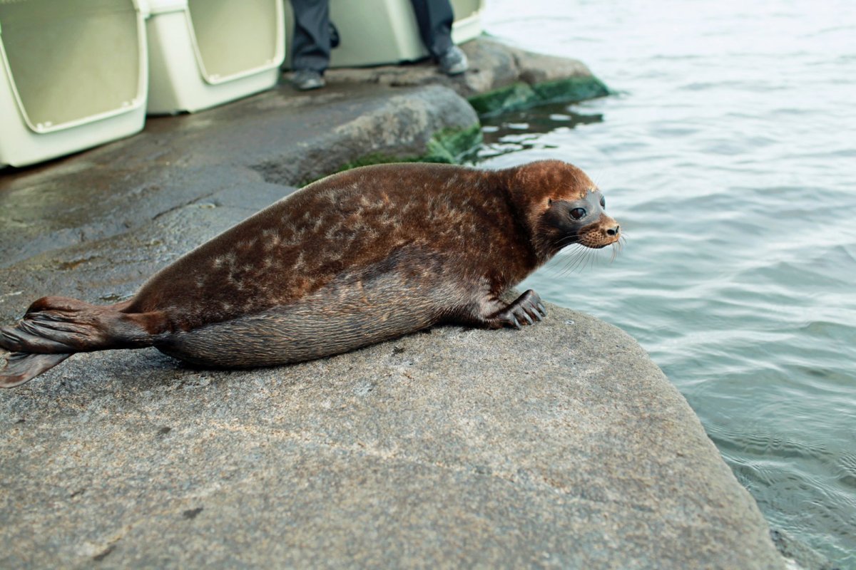 Ладожская кольчатая Нерпа
