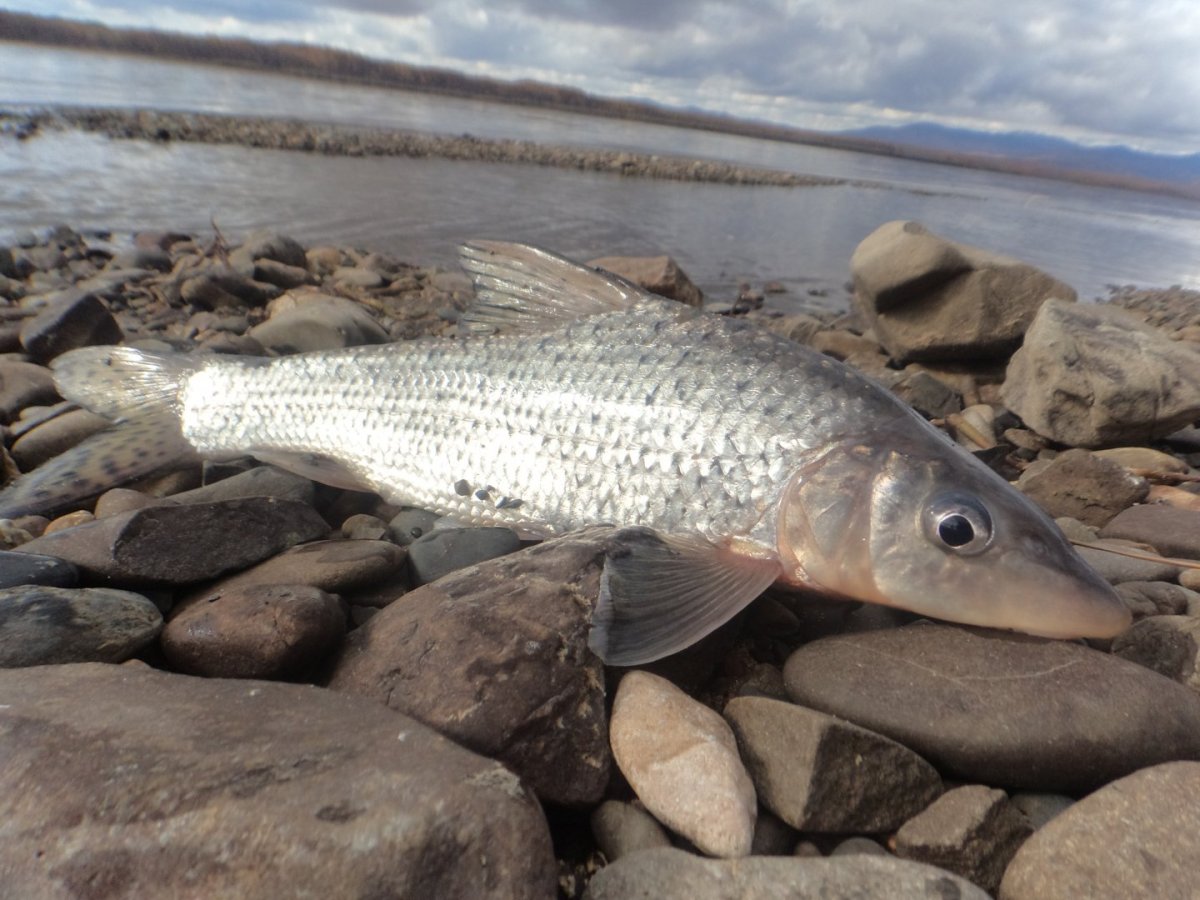 Маленькие ракообразные в песке