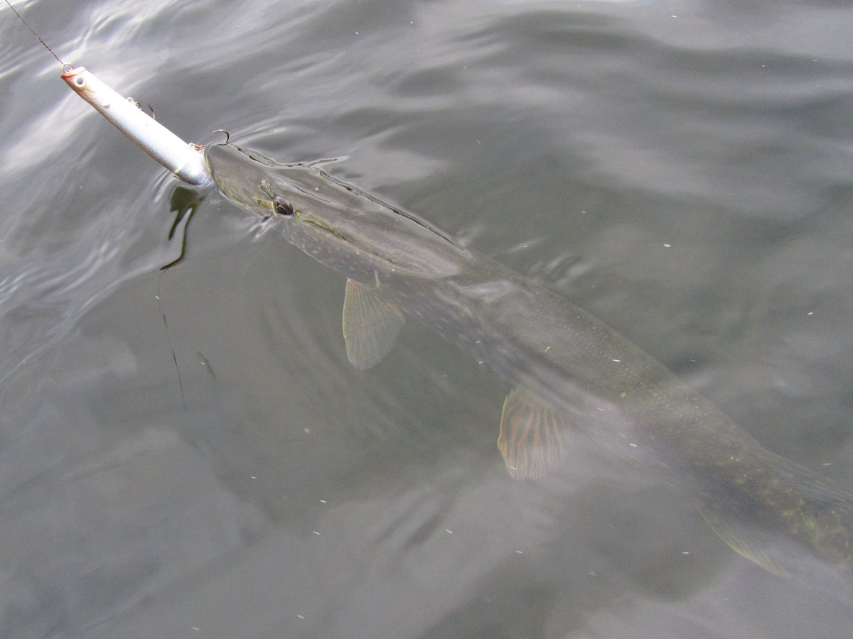 Рыбы Ленинградской области рыбы Ленинградской области