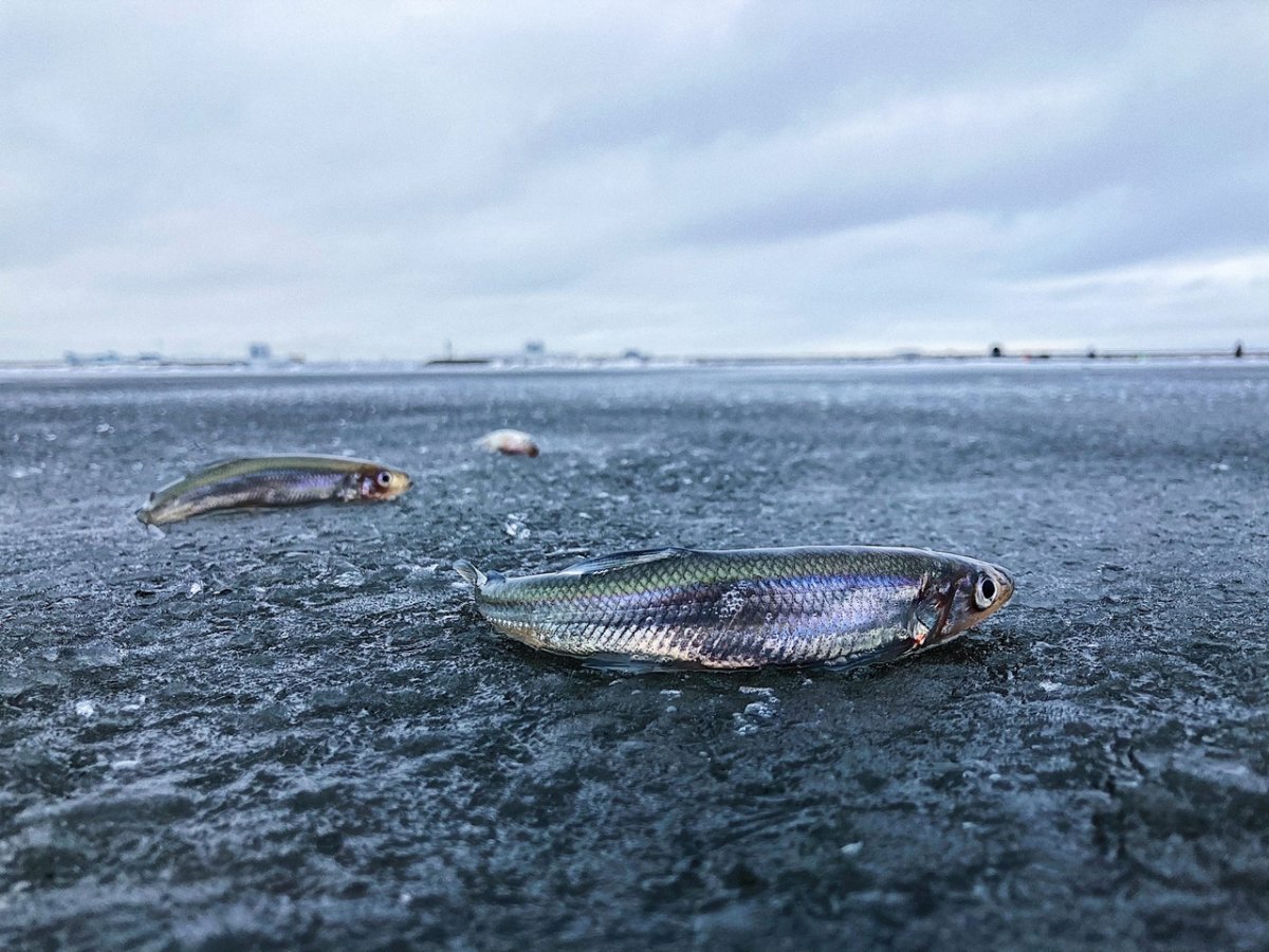 Дельфины в финском заливе 2020