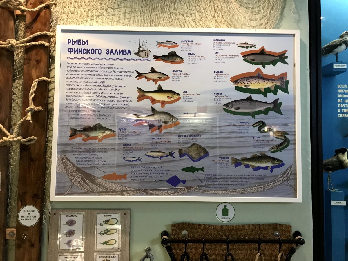 Виды рыб в финском заливе