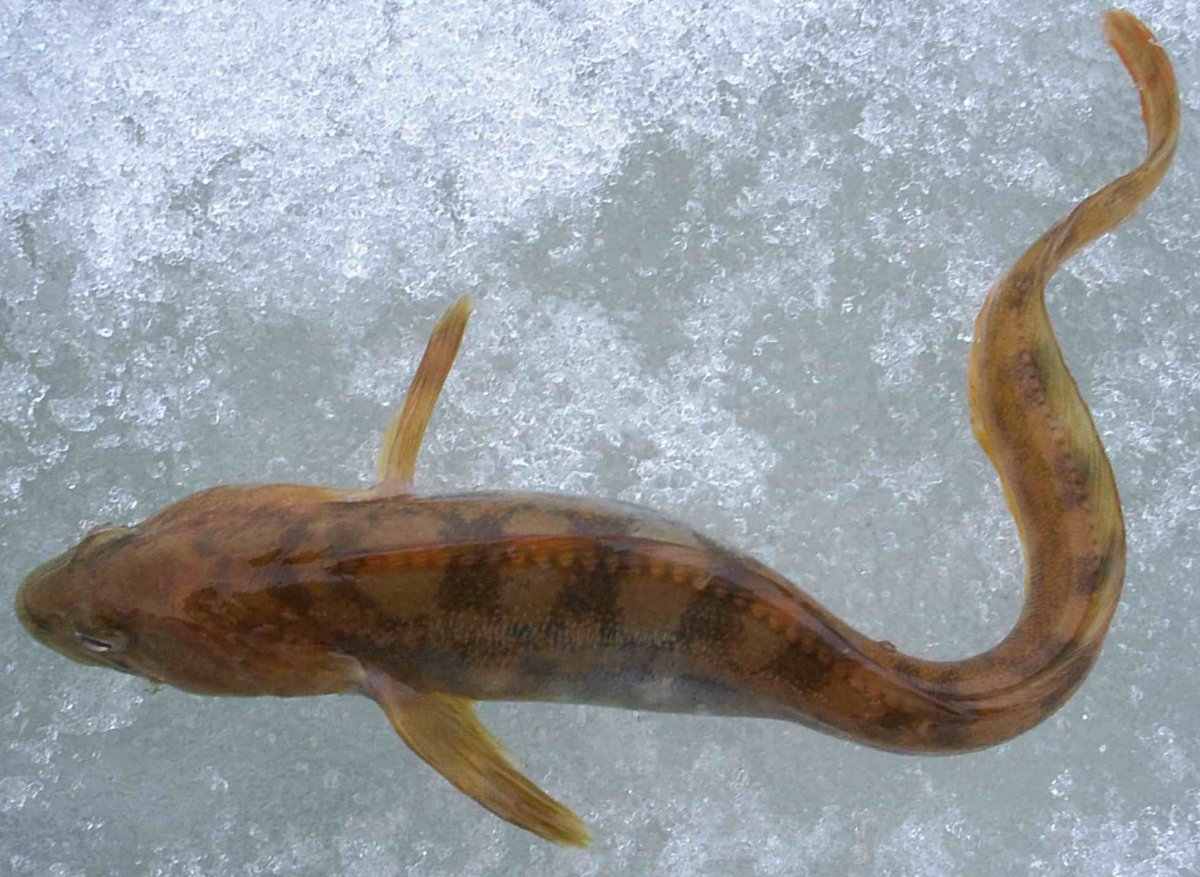 Корюшка европейская Osmerus eperlanus