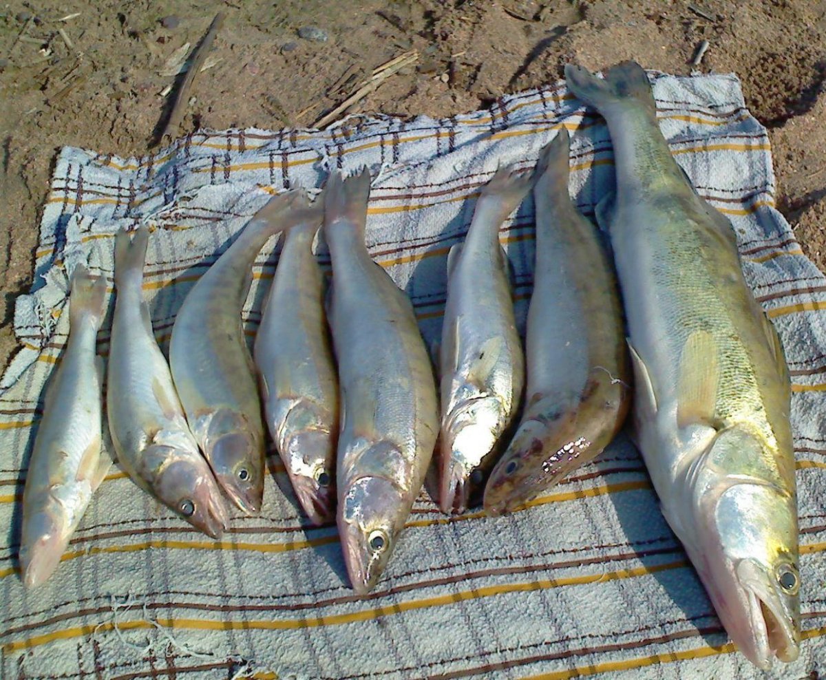 Размер рыбы разрешенной к вылову