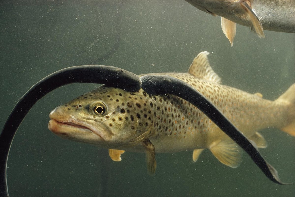 Пресноводные рыбы