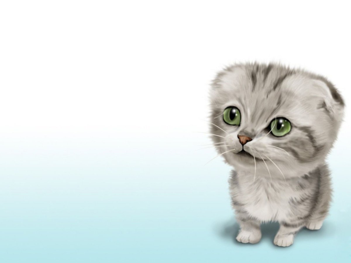 Шотландские вислоухие коты