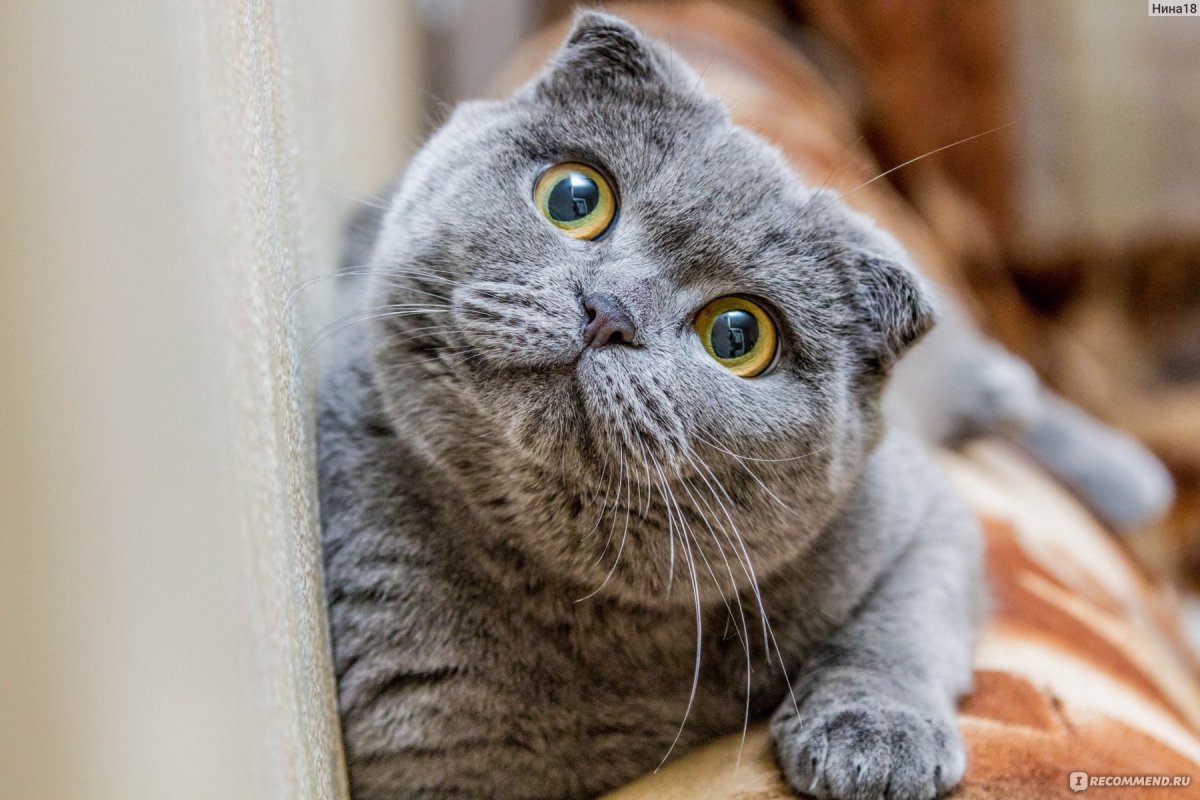 Шотландский скоттиш фолд серый