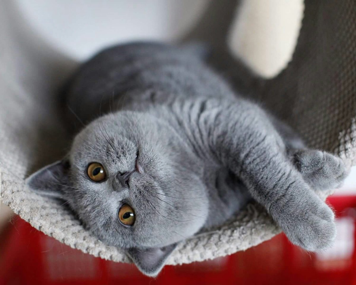 Шотландская вислоухая кошка светло серая