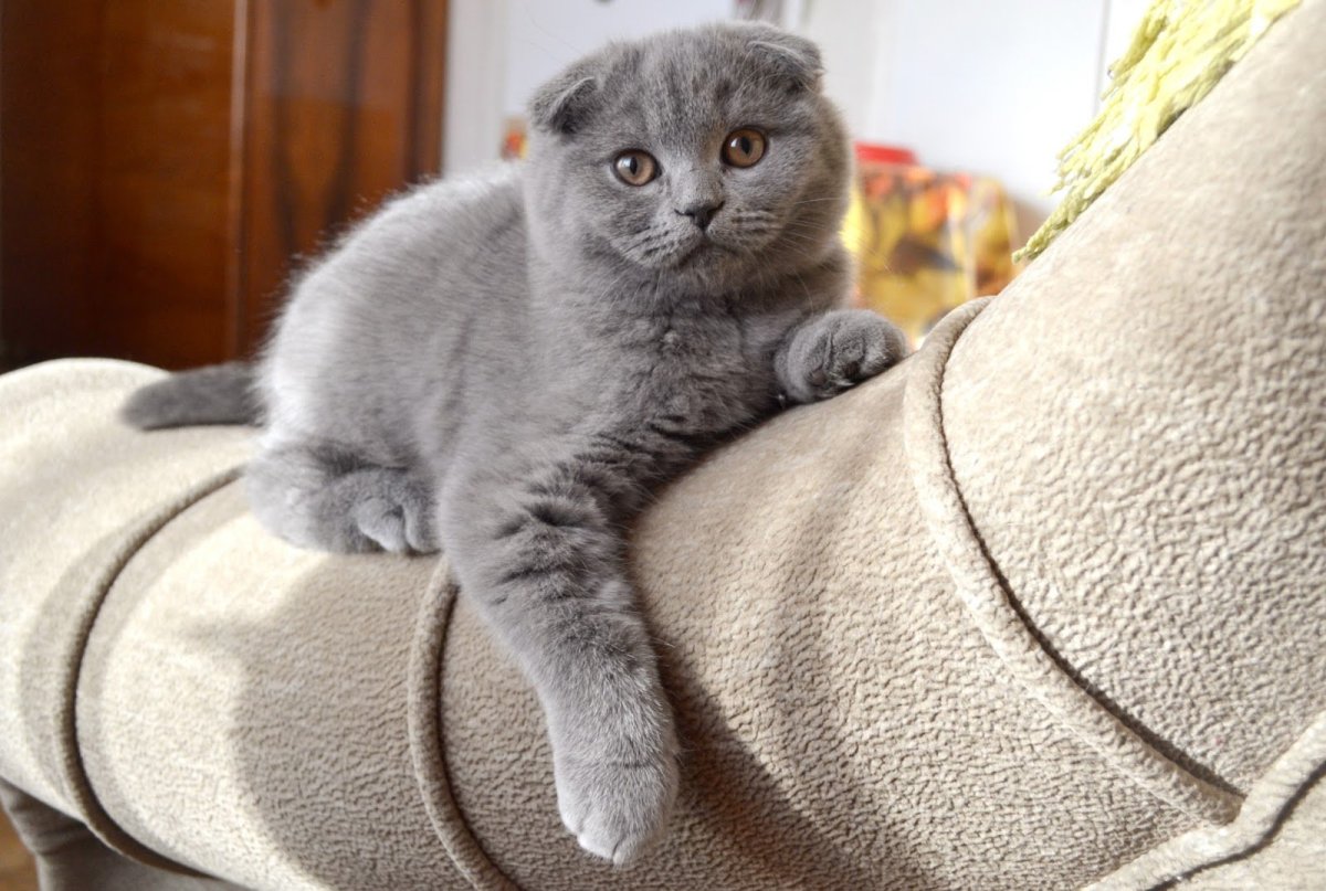 Британский скоттиш фолд