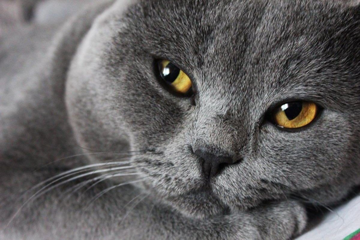 Британец серый