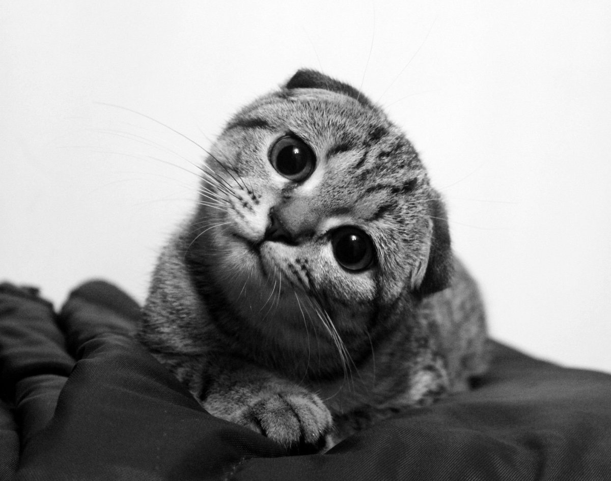 Шотландские вислоухие котята