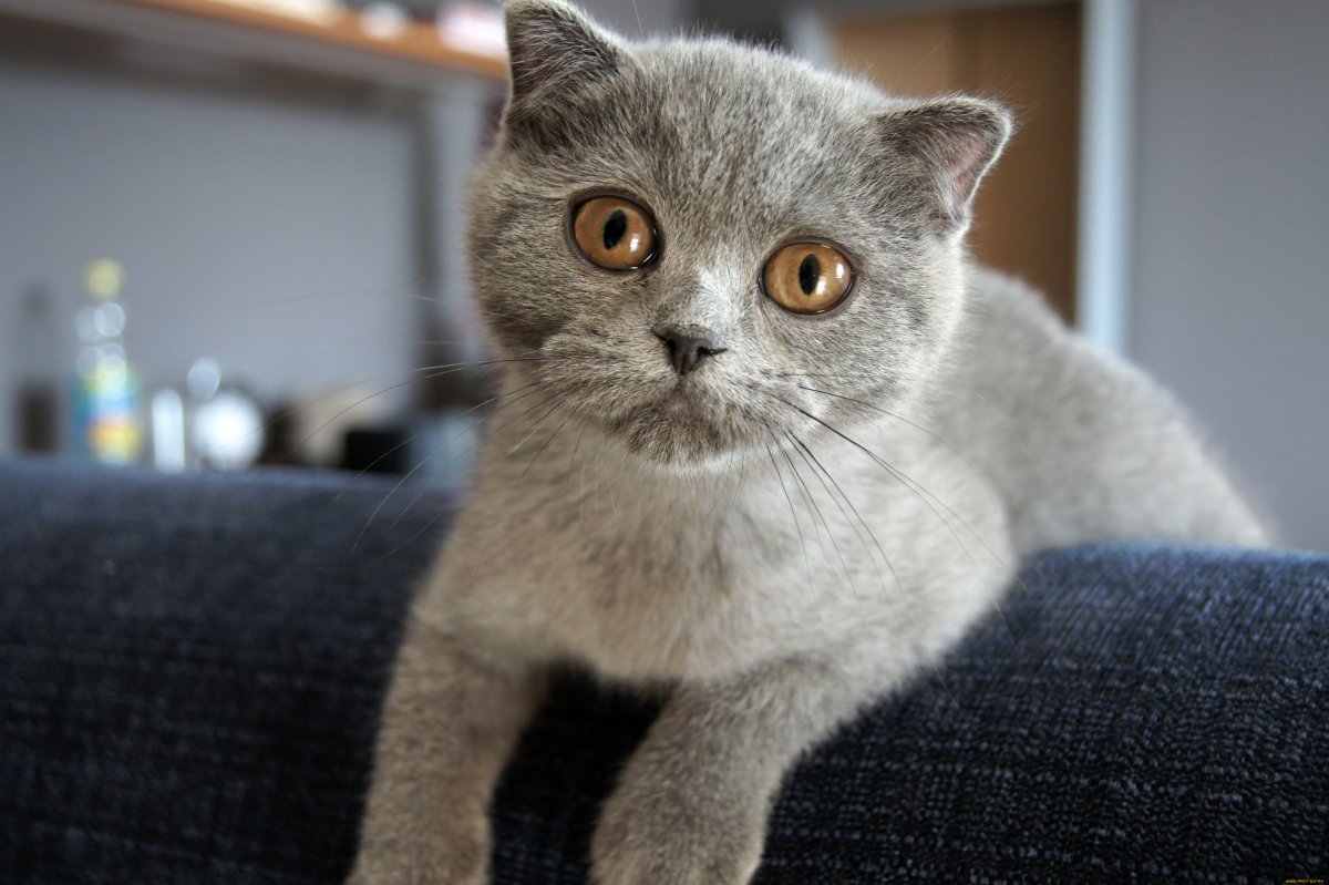 Скоттиш-фолд Шотландская вислоухая