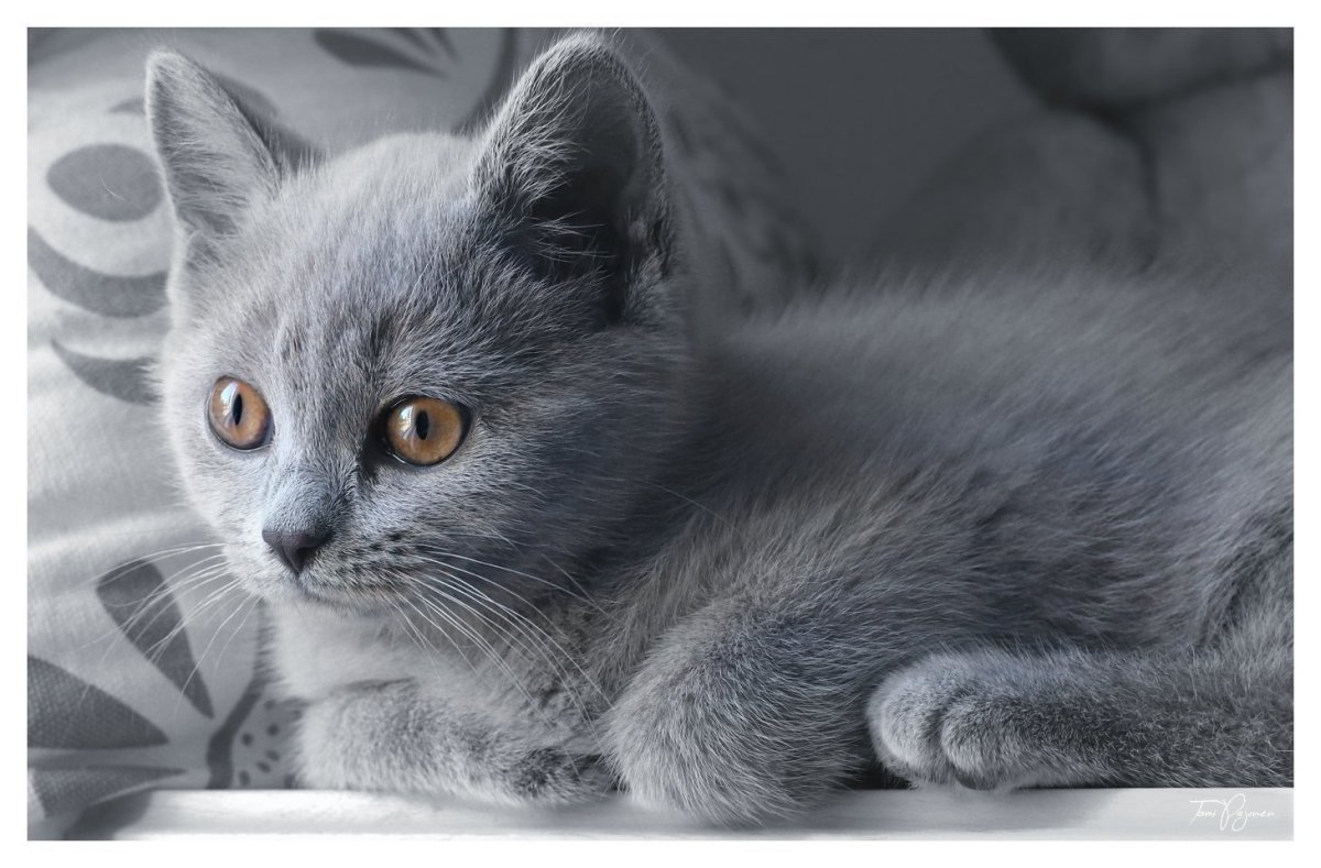 Шотландская кошка прямоухая серая