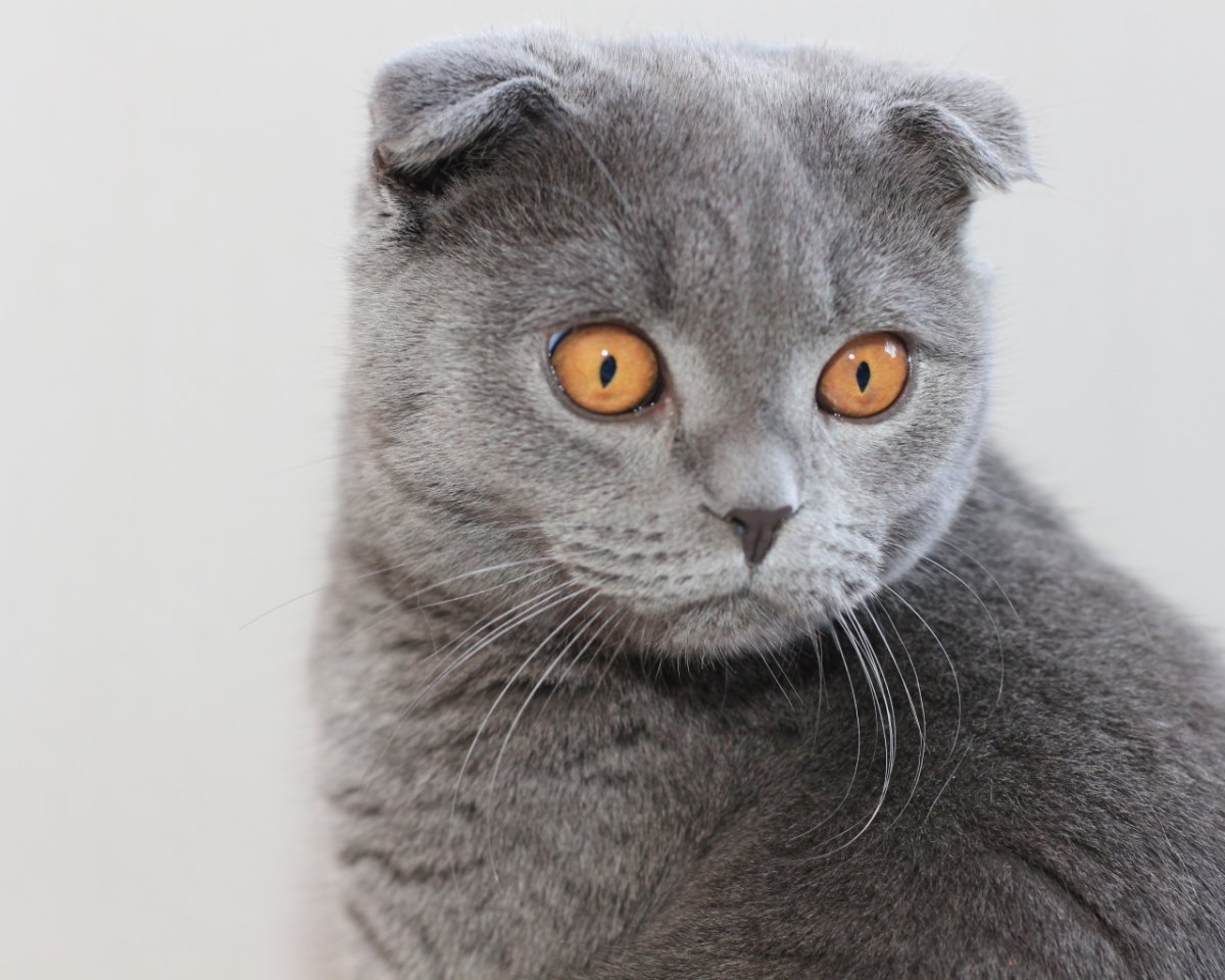 Милые Шотландские вислоухие кошки